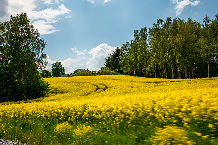 Czech Republic landscape
